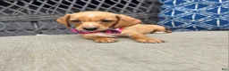 Miniature Dachshund dogs for sale: Yellow Girl - Ad 2