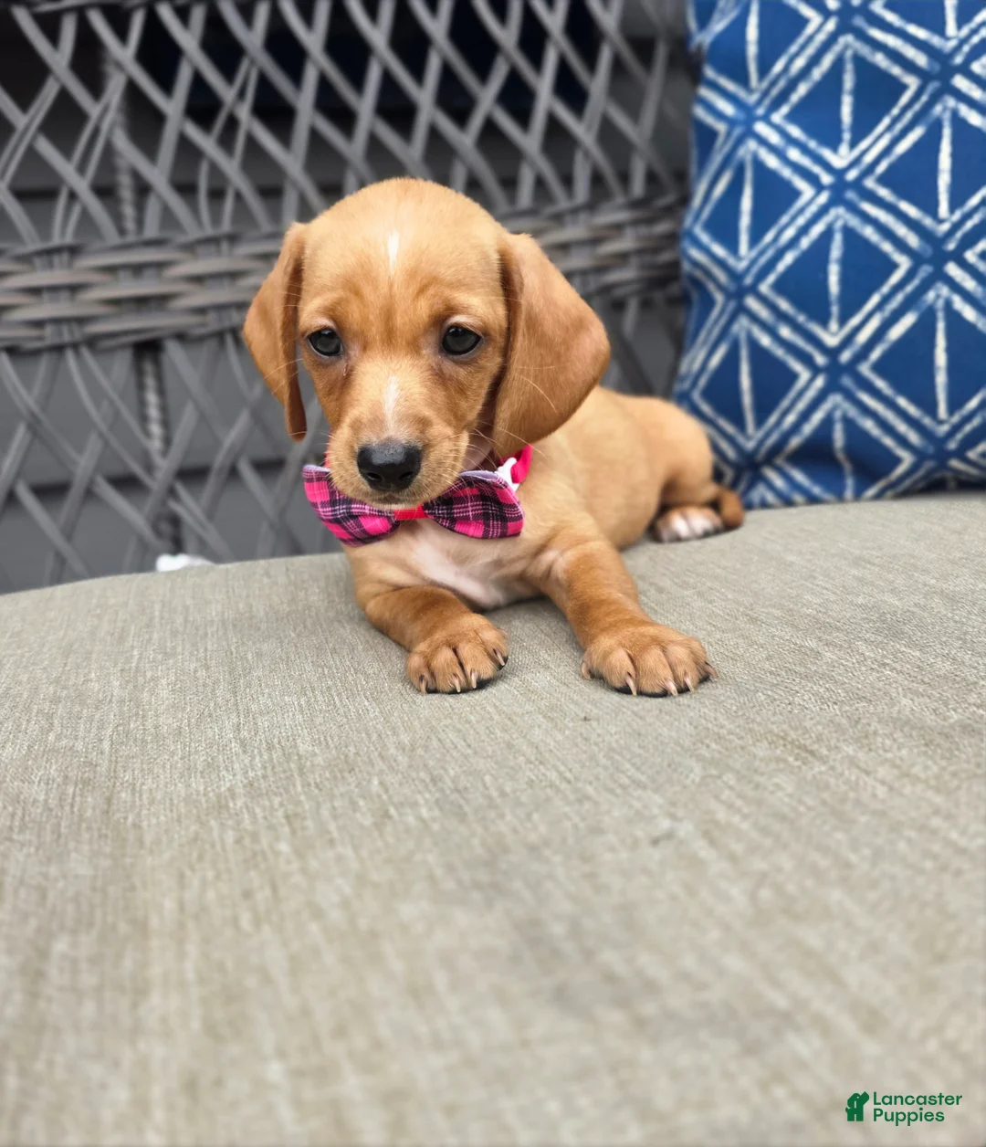 Miniature Dachshund dogs for sale: Yellow Girl - Ad 2