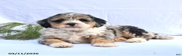 Bernedoodle dogs for sale: Brandon - Ad 3