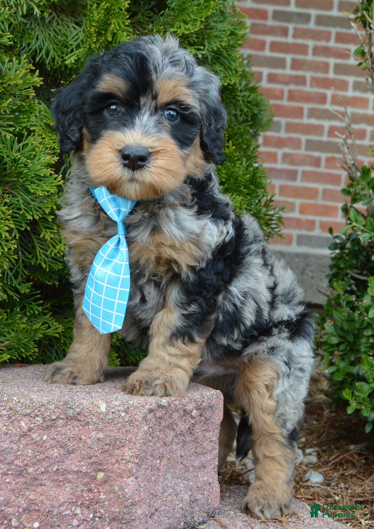 Mini Bernedoodle dogs Mini Bear - Ad 1