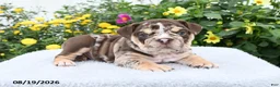 English Bulldog dogs for sale: Prince - Ad 4