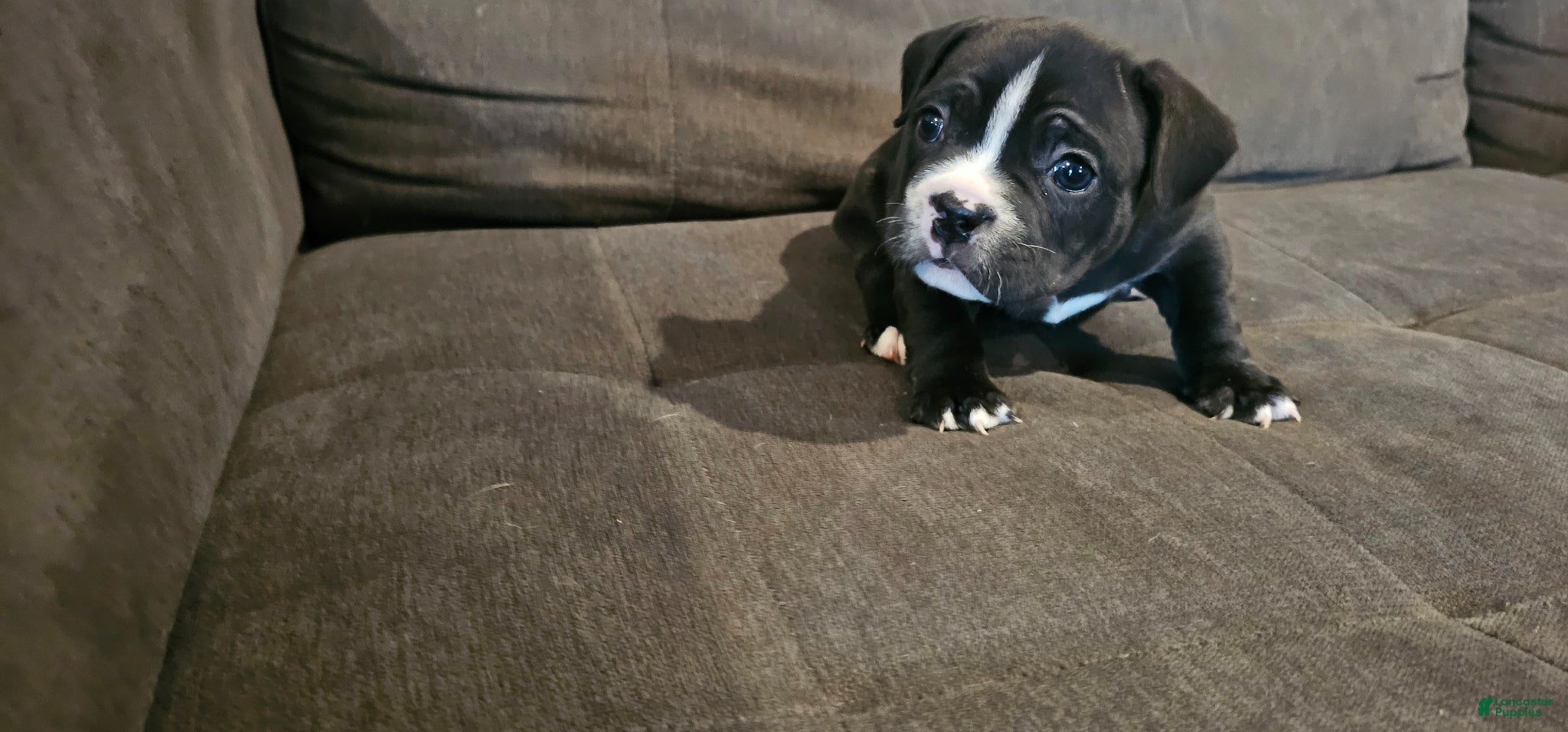 Mixed Breed dogs Mixed Breed Puppy 3 - Ad 1