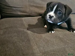 Mixed Breed dogs for sale: Mixed Breed Puppy 3 - Ad 3