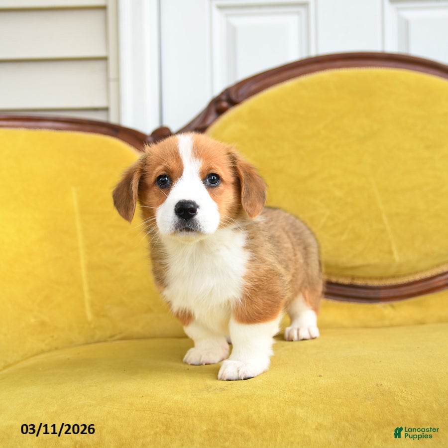 Welsh Corgi Pembroke dogs Tootle - Ad 1