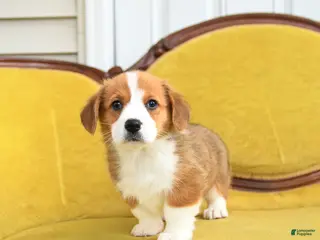 Welsh Corgi Pembroke dogs for sale: Tootle - Ad 3