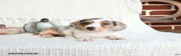 Miniature Dachshund dogs for sale: Shark  - Ad 4