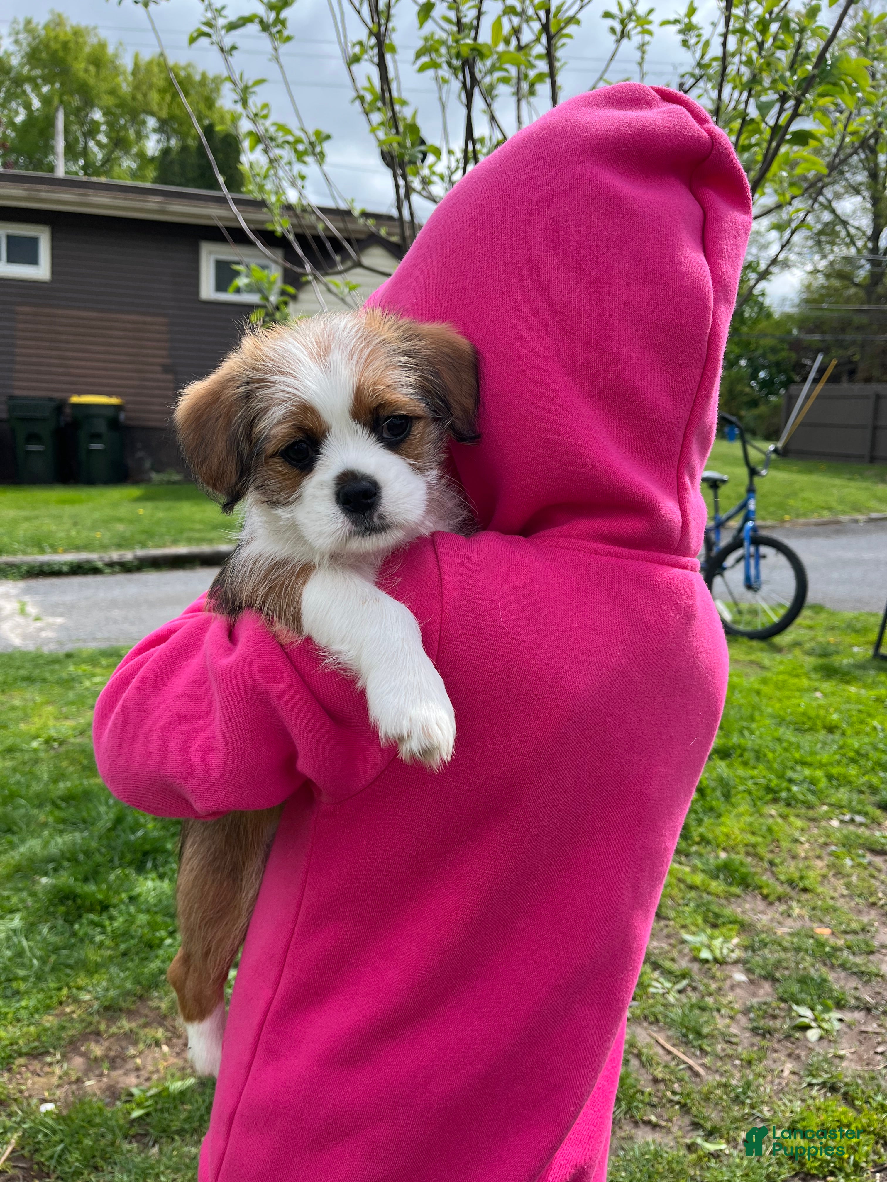 Mixed Breed dogs Sweet 9-Week-Old Puppy (Corgi & Shih Tzu Mix) – Vaccinated & Dewormed - Ad 24