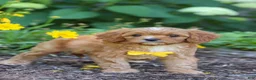Cavapoo dogs for sale: Zack - Ad 7