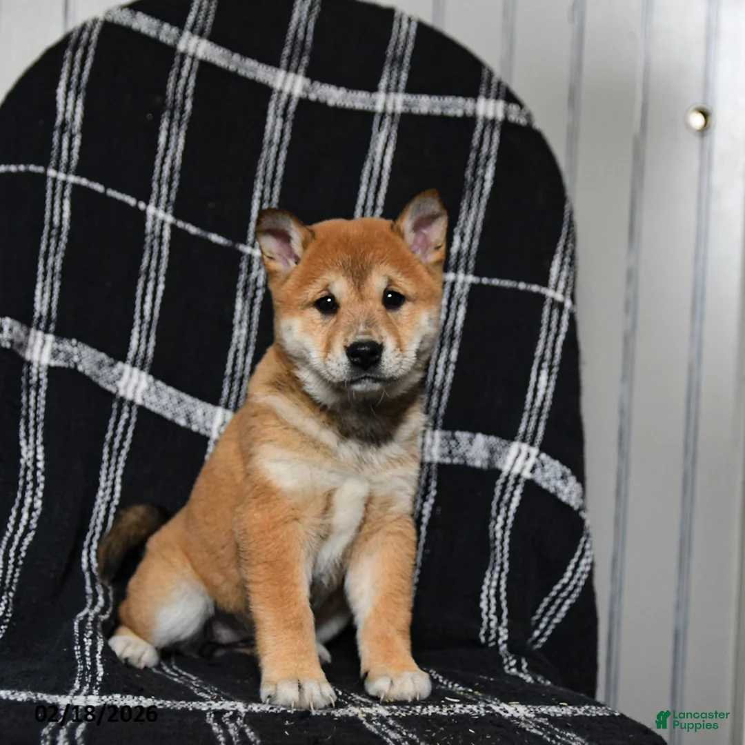 Shiba Inu dogs for sale: Snickers - Ad 7