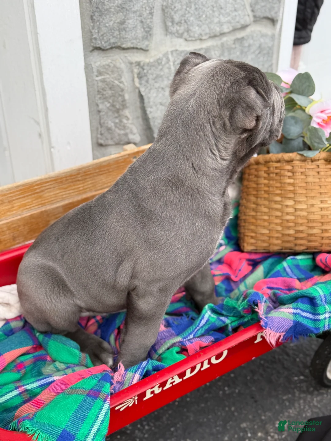 Cane Corso dogs for sale: Butch - Ad 7