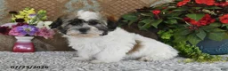 Teddy Bear dogs for sale: Duke - Ad 3