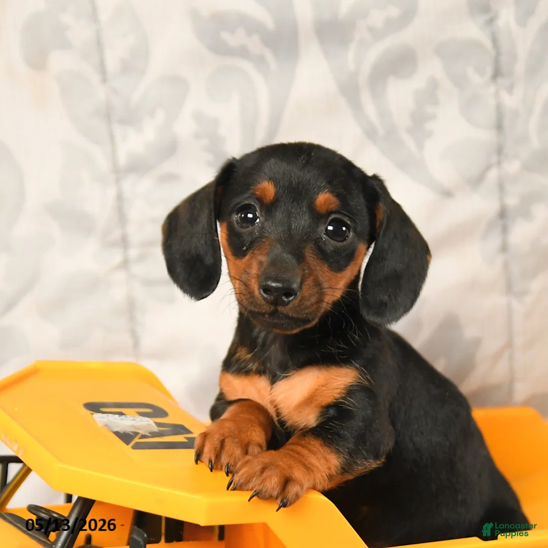 Miniature Dachshund dogs for sale: Lily - Ad 5