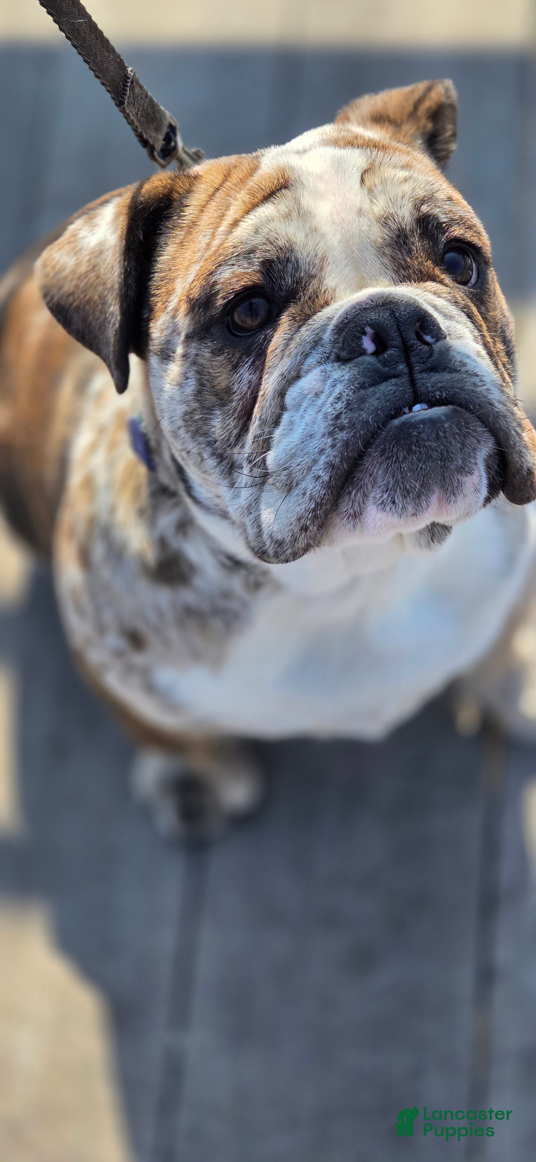 English Bulldog dogs English Bulldog Puppy - Ad 2