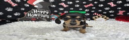 Miniature Dachshund dogs for sale: Miniature Dachshund Puppy 4 - Ad 2