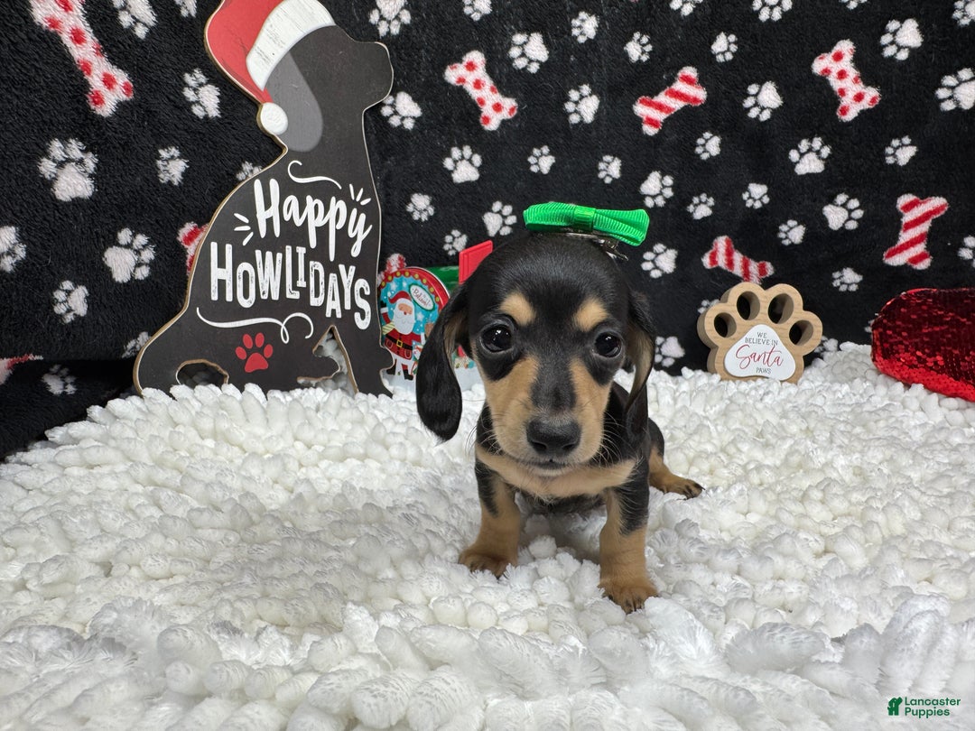 Miniature Dachshund dogs for sale: Miniature Dachshund Puppy 4 - Ad 2