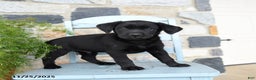 Labrador Retriever dogs for sale: Cola - Ad 2