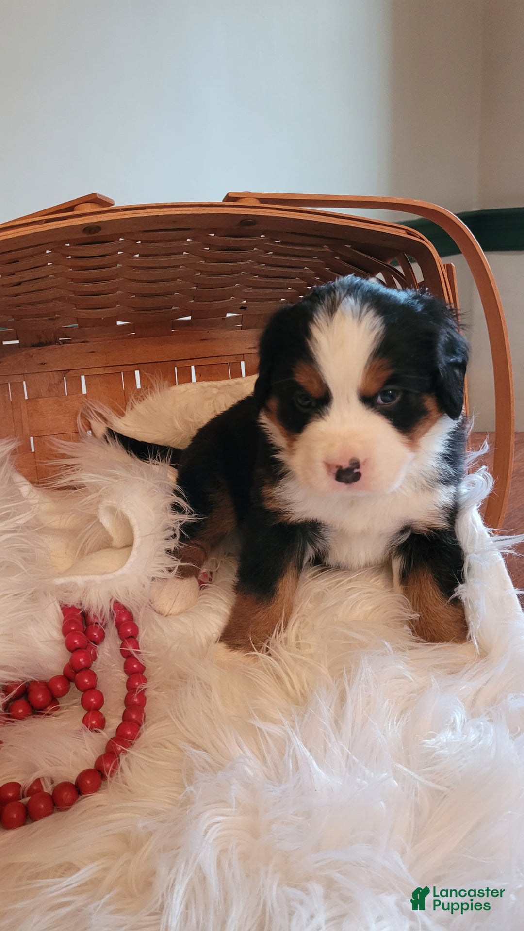 Bernese Mountain Dog dogs for sale: Marshmellow - Ad 1