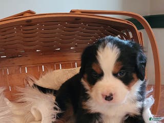 Bernese Mountain Dog dogs Marshmellow - Ad 16
