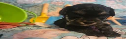 Toy Poodle dogs for sale: Daizie - Ad 4