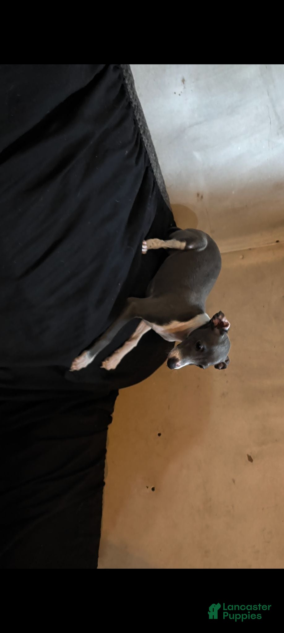 Italian Greyhound dogs Italian Greyhound 4 - Ad 1