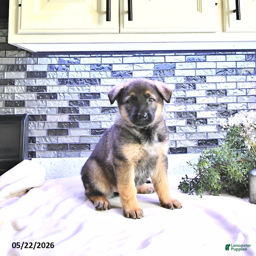 German Shepherd dogs Axel - Ad 1