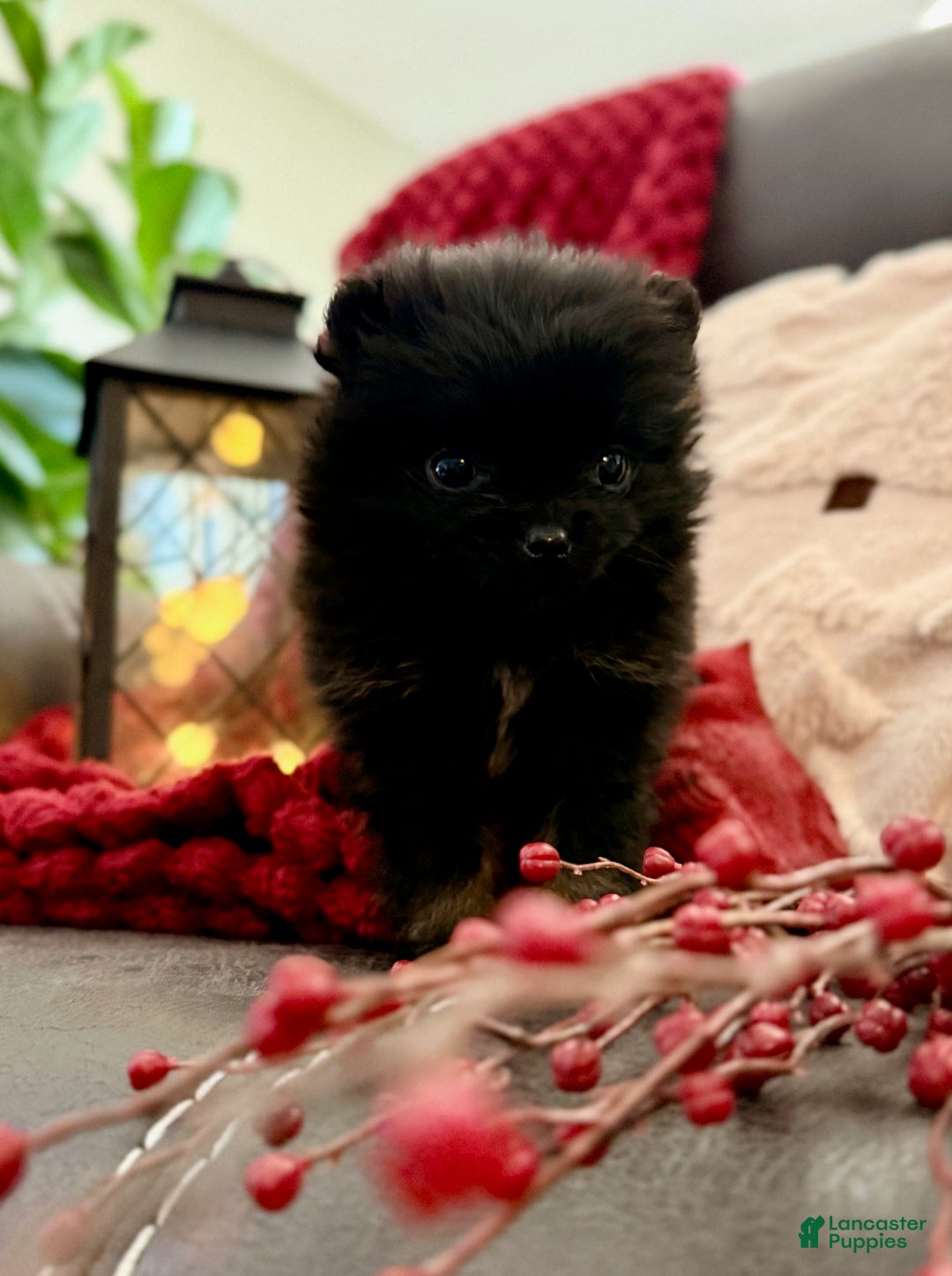 Pomeranian dogs for sale: Winterberry - Ad 6
