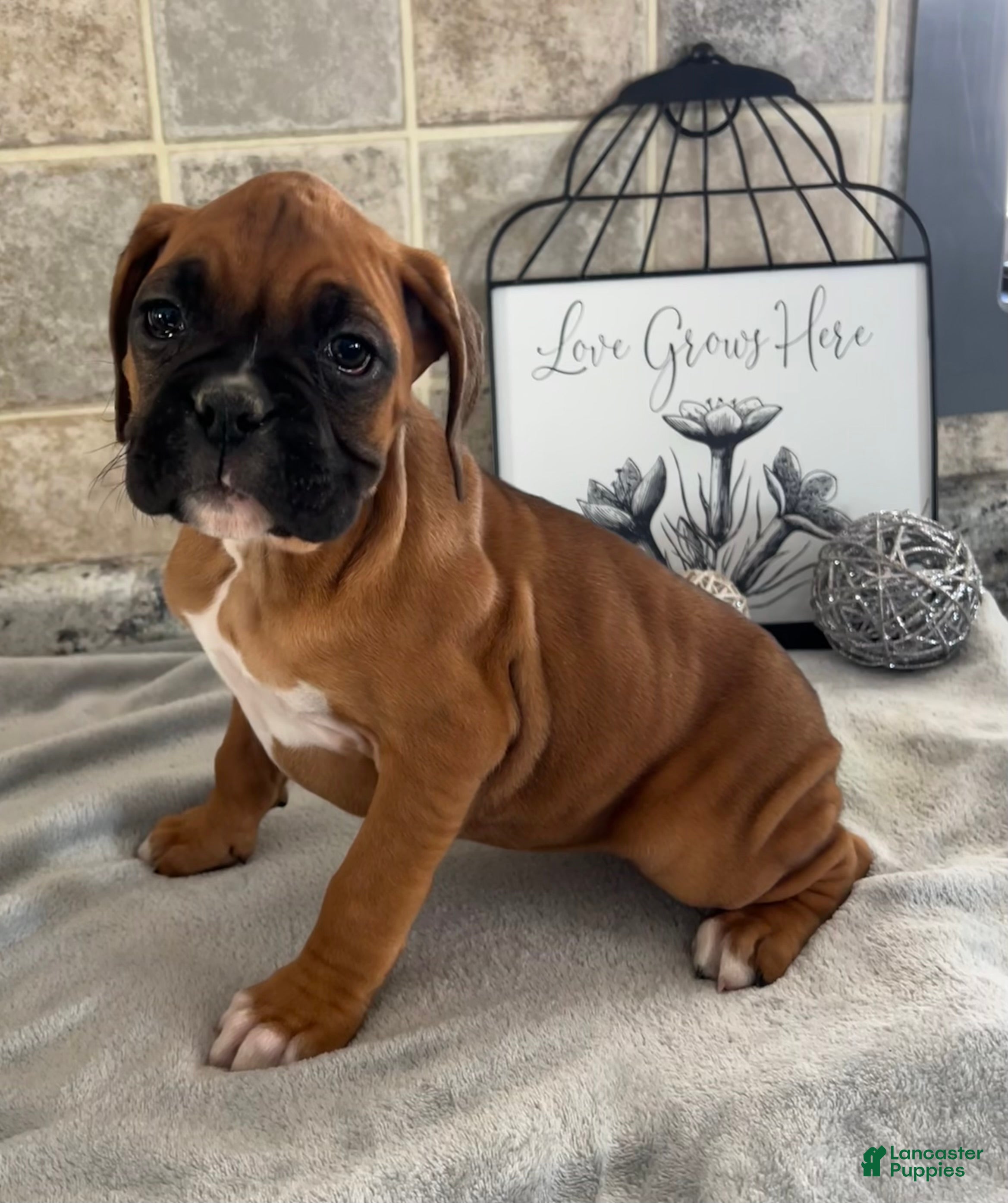 Boxer dogs Lilly - Ad 8