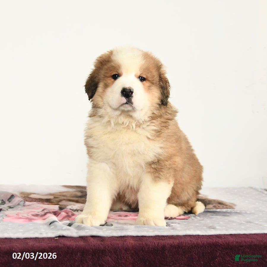 Mixed Breed dogs Pal - Ad 13