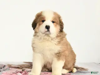 Mixed Breed dogs Pal - Ad 13