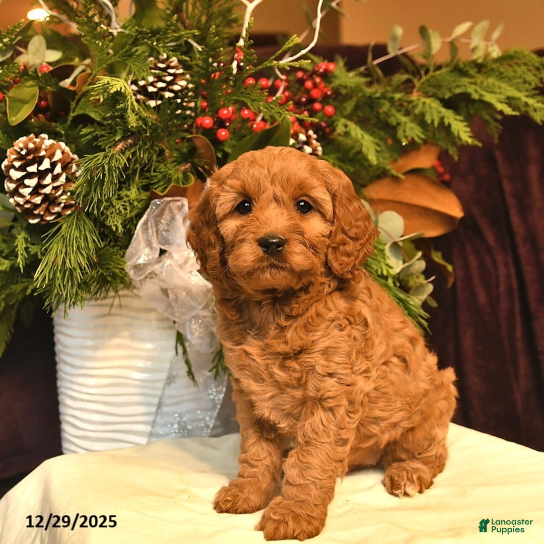 Cockapoo dogs for sale: Violet  - Ad 3