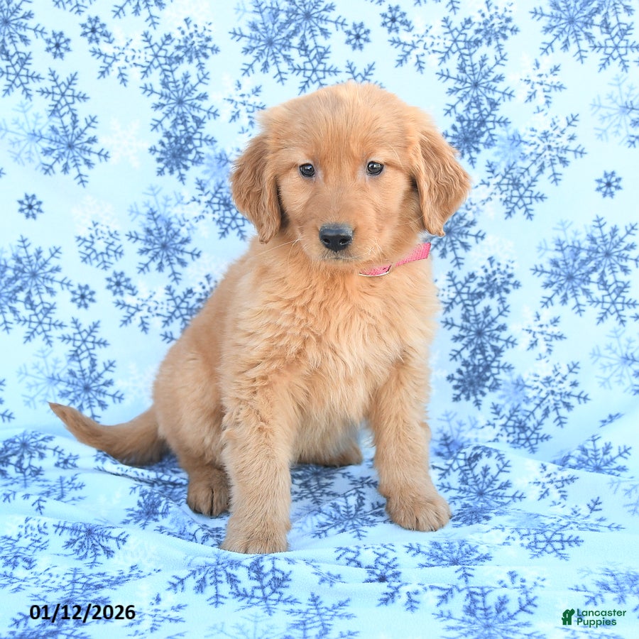 Golden Retriever dogs Lilac - Ad 2