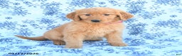 Golden Retriever dogs for sale: Lilac - Ad 2
