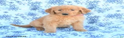 Golden Retriever dogs for sale: Lilac - Ad 2
