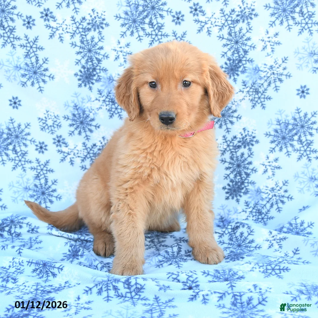 Golden Retriever dogs for sale: Lilac - Ad 2