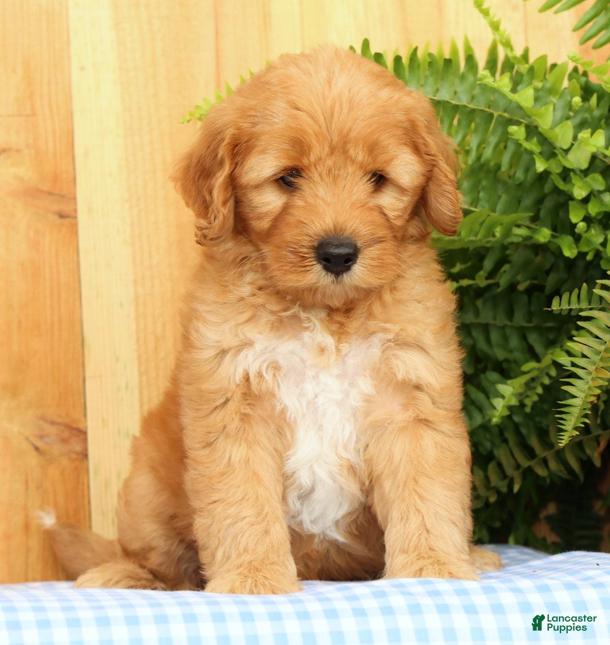 Mini Goldendoodle dogs Chester - Ad 1