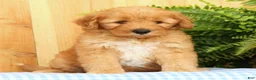 Mini Goldendoodle dogs for sale: Chester - Ad 1