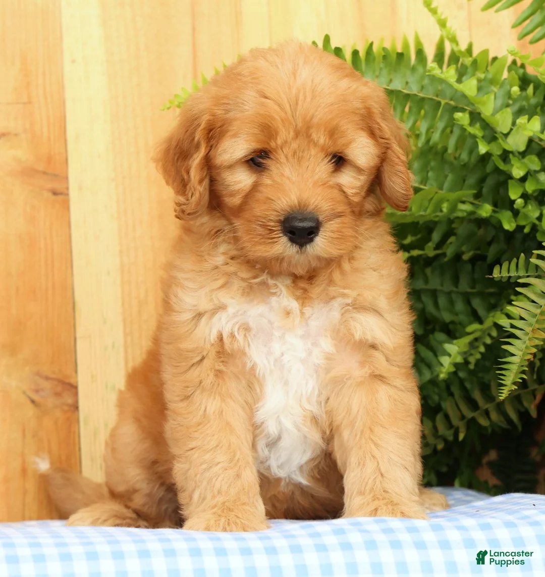 Mini Goldendoodle dogs for sale: Chester - Ad 1