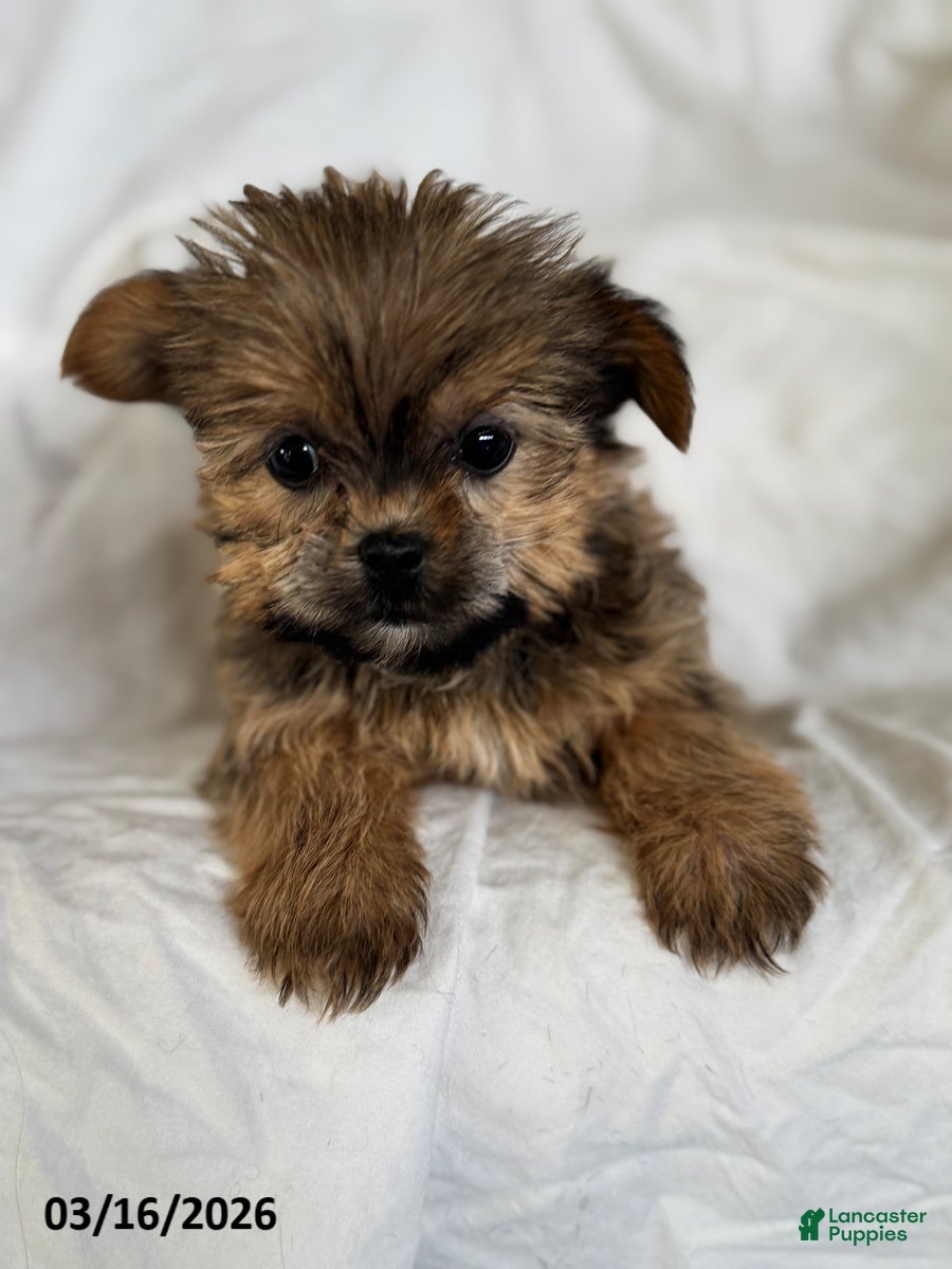 Shorkie dogs Tiny Tina - Ad 1