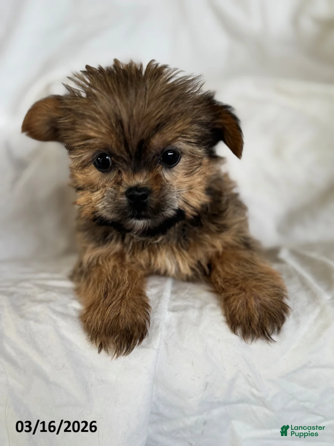 Shorkie dogs for sale: Tiny Tina - Ad 1