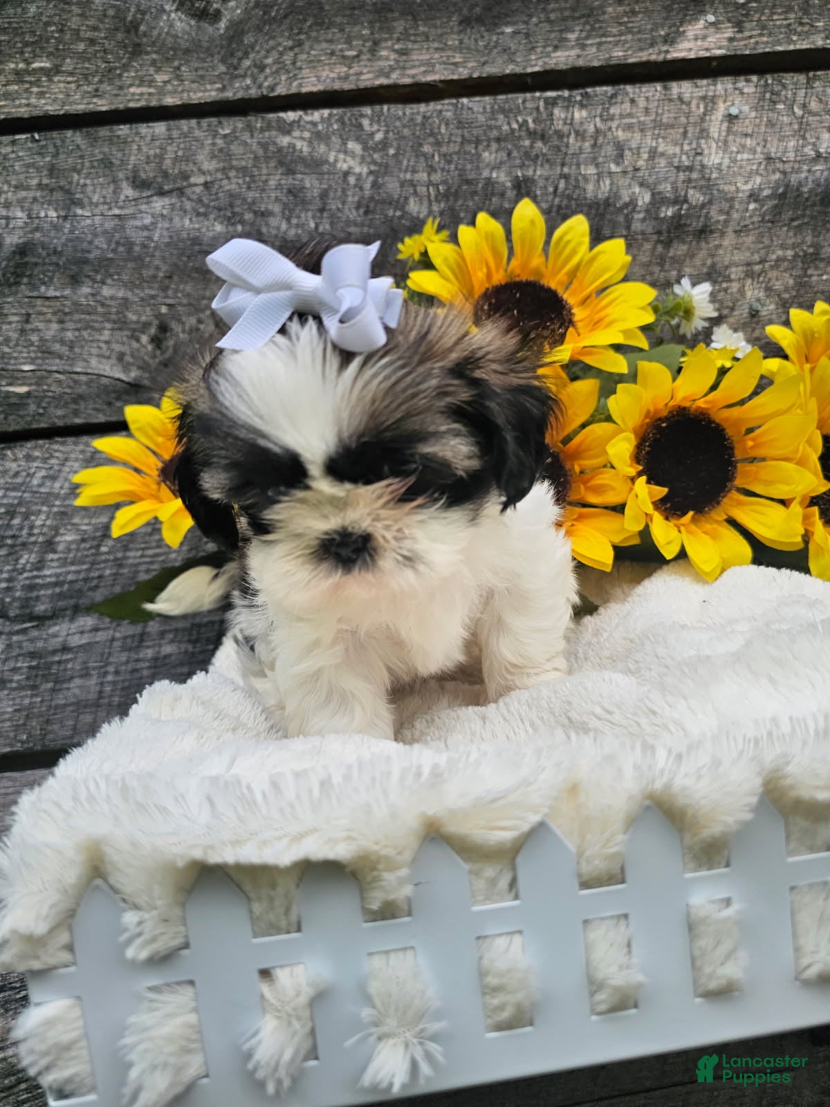 Shih Tzu dogs Chelsea - Ad 2