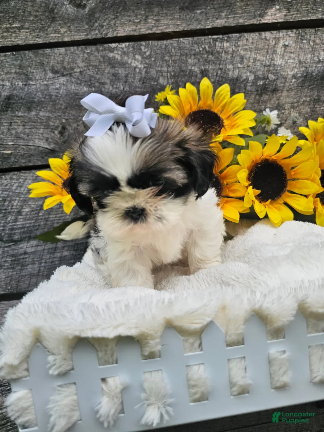 Shih Tzu dogs for sale: Chelsea - Ad 2