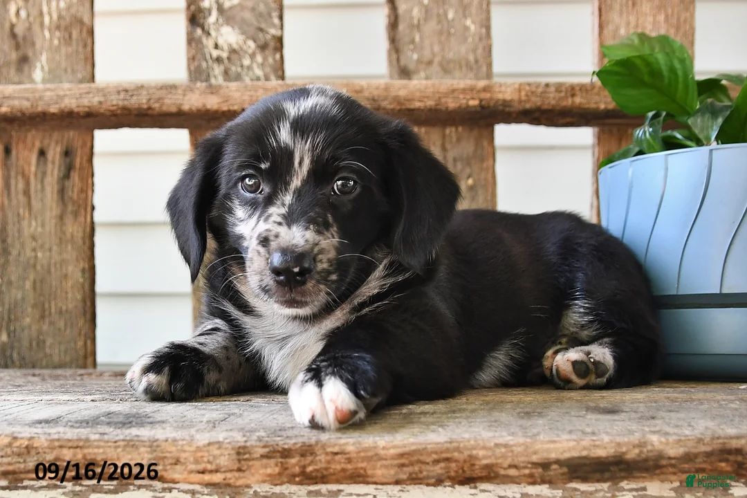 Mixed Breed dogs for sale: Stormy - Ad 2