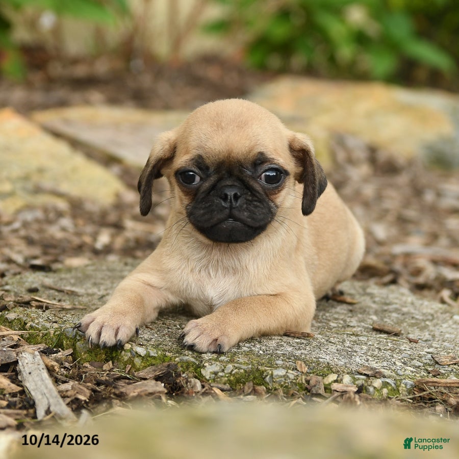 Pug dogs for sale: Hector  - Ad 1