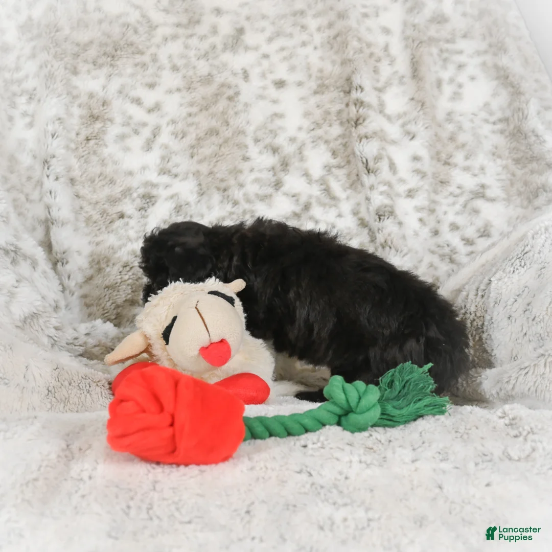 Cavapoo dogs for sale: Toby - Ad 2