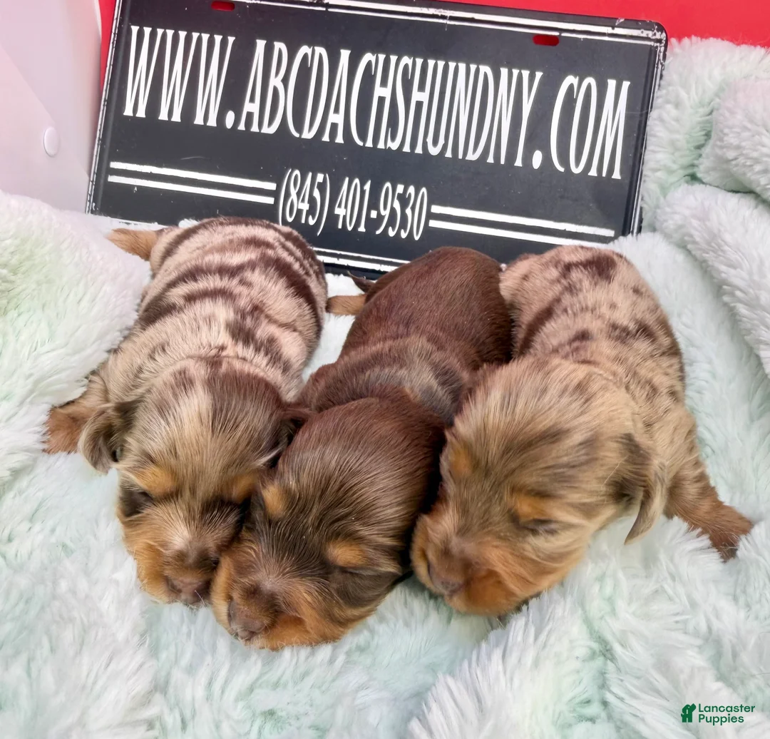 Dachshund dogs for sale: Uno chocolate dapple boy - Ad 13