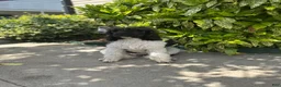 Bordoodle dogs for sale: Roxy - Ad 9