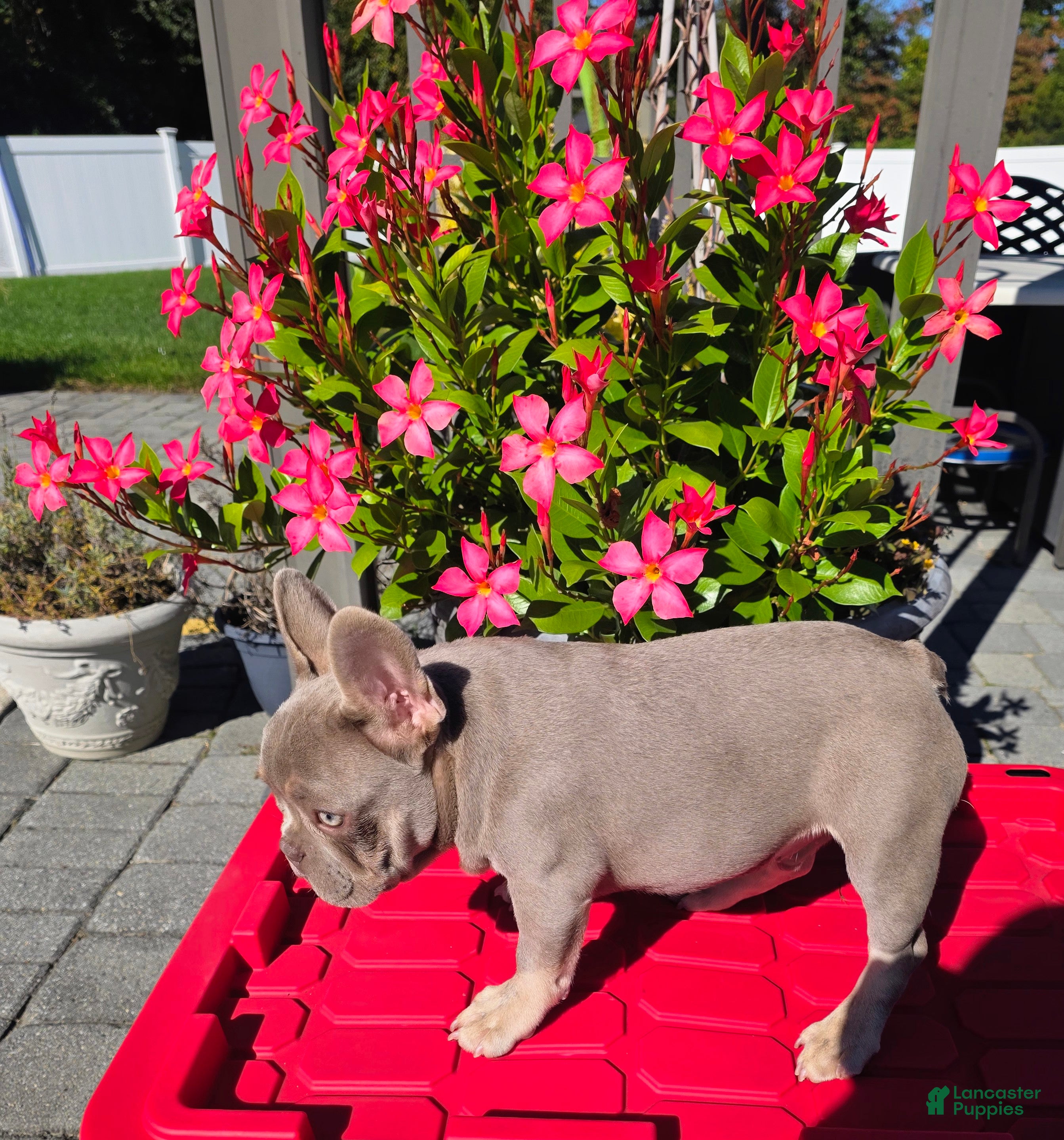 French Bulldog dogs Shazz - Ad 2