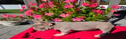 French Bulldog dogs for sale: Shazz - Ad 2