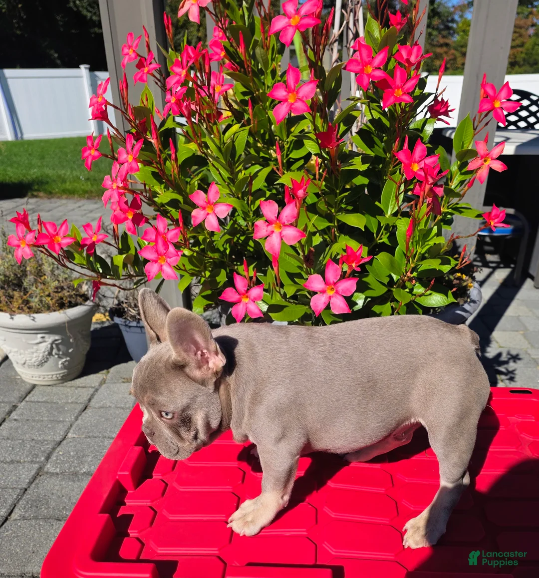 French Bulldog dogs for sale: Shazz - Ad 2