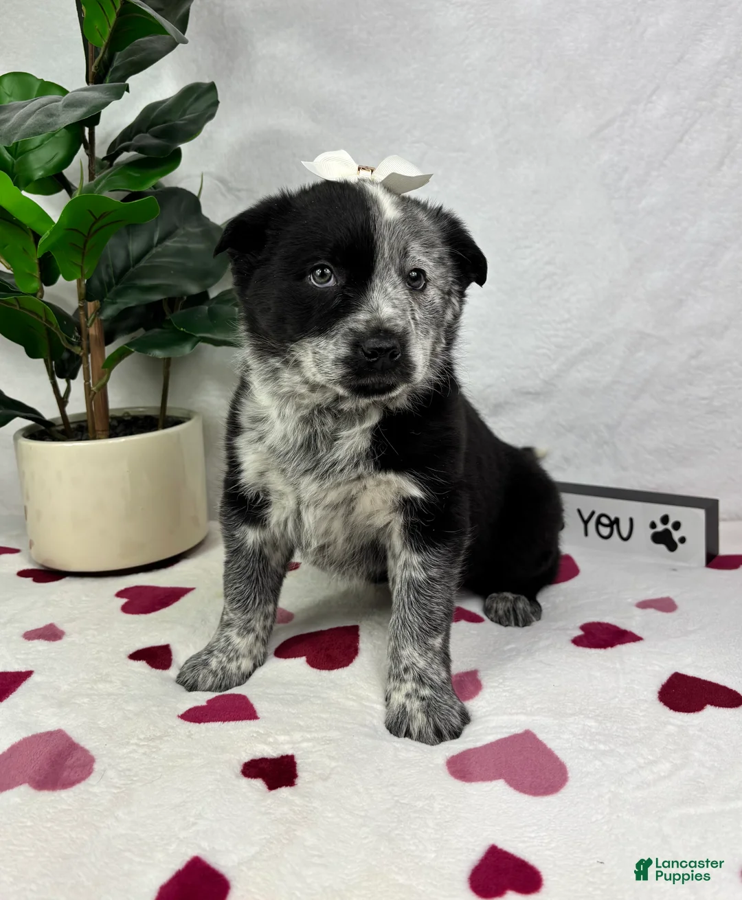 Mixed Breed dogs for sale: Mable - Ad 4